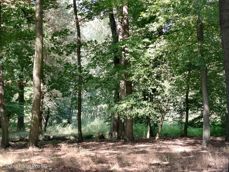 Nubia Focus Pro 5G - zdjęcia Nubia Focus Pro 5G - zdjęcia