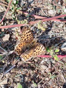 Nubia Focus Pro 5G - zdjęcia Nubia Focus Pro 5G - zdjęcia