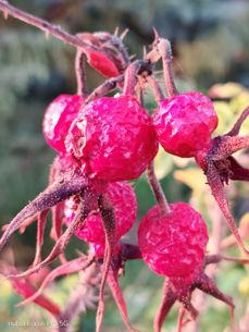 Nubia Focus Pro 5G - zdjęcia Nubia Focus Pro 5G - zdjęcia