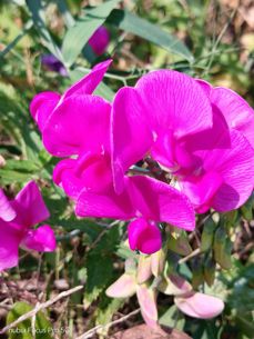 Nubia Focus Pro 5G - zdjęcia Nubia Focus Pro 5G - zdjęcia