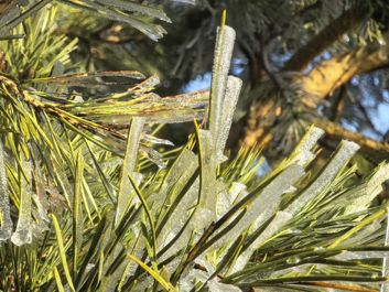 Zwiększona głębia ostrości w zdjęciach makro