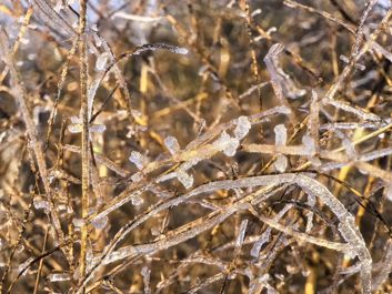 Zwiększona głębia ostrości w zdjęciach makro
