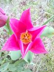 Nubia Red Magic 10 Pro - wybór zdjęć macro (2 Mpx)