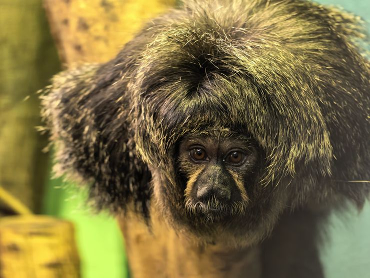 Huawei Pura 80 Ultra - czy te oczy mogą kłamać? Huawei Pura 80 Ultra - czy te oczy mogą kłamać?