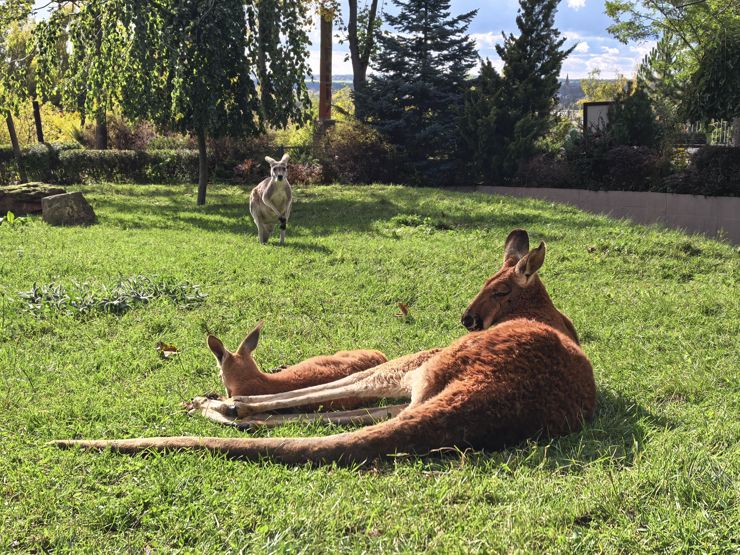 Huawei Pura 80 Ultra - na dziś bezkonkurencyjny Huawei Pura 80 Ultra - na dziś bezkonkurencyjny