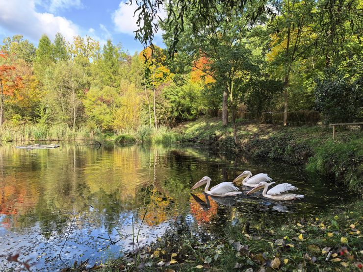 Huawei Pura 80 Ultra - jesienne pelikany w płockim ZOO Huawei Pura 80 Ultra - jesienne pelikany w płockim ZOO