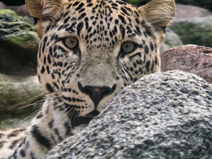 Huawei Pura 80 Ultra - dzisiaj cię nie zjem Huawei Pura 80 Ultra - dzisiaj cię nie zjem