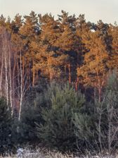 Huawei Mate X7 - przykładowe zdjęcia