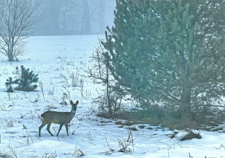 Sarna, mglisty poranek bez światła, kombinowane powiększenie 5x