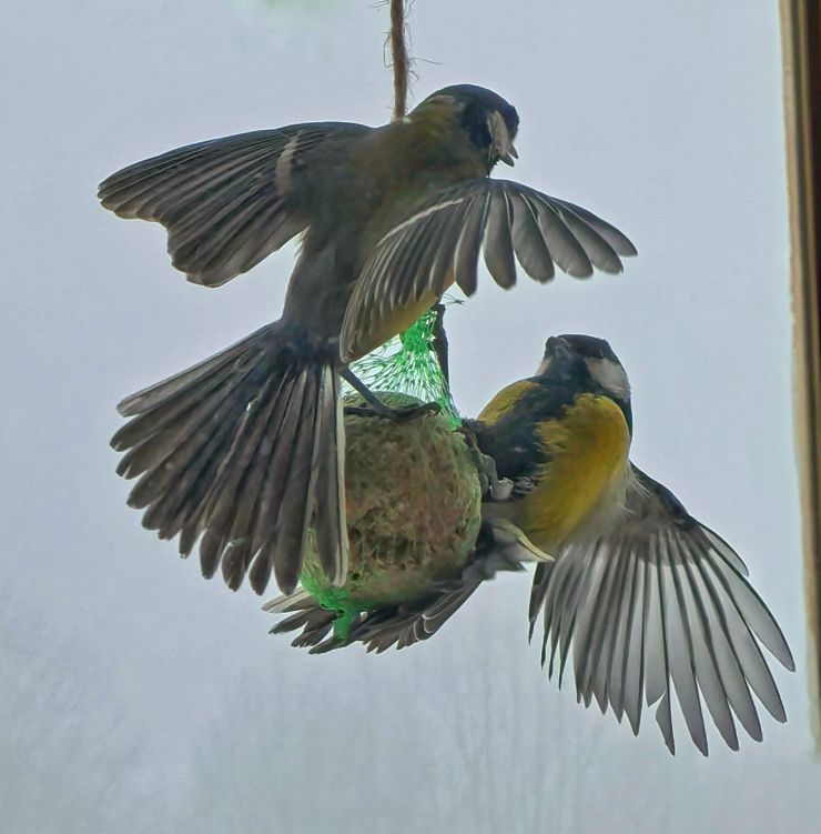 Sikorki, trochę brudne bo przez szybę, priorytet migawki, kombinowane powiększenie 5x