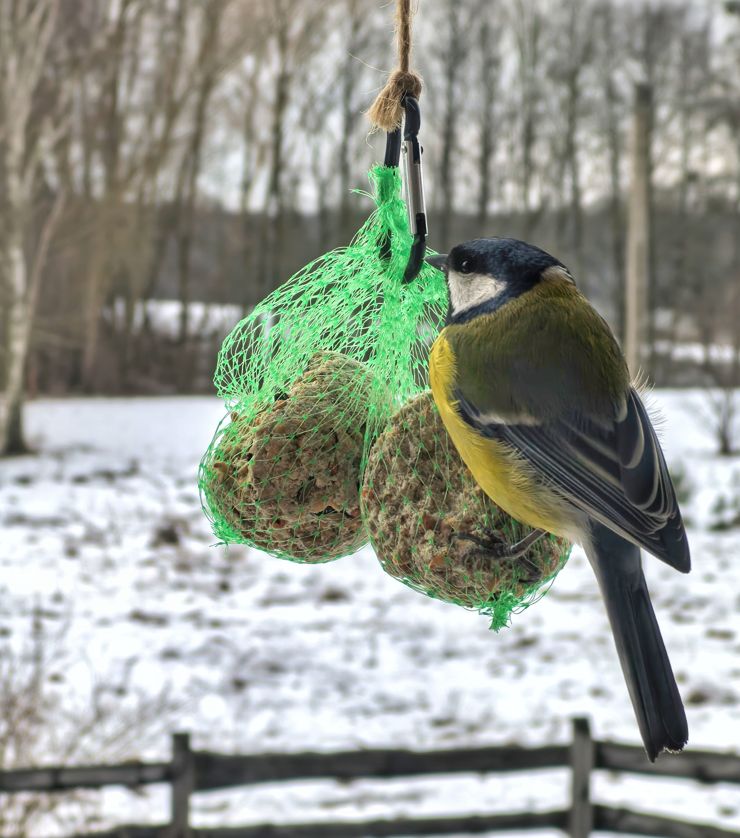 A tu przez szybę, ale z bliska i przy dobrym świetle; powiększenie 2x