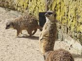 Vivo X300 Ultra i zwierzęta z płockiego ZOO
