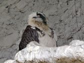 Vivo X300 Ultra i zwierzęta z płockiego ZOO