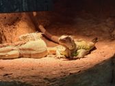 Vivo X300 Ultra i zwierzęta z płockiego ZOO
