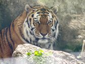 Vivo X300 Ultra i zwierzęta z płockiego ZOO