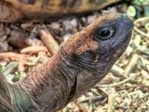 Vivo X300 Ultra i zwierzęta z płockiego ZOO
