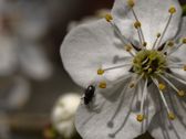 Vivo X300 Ultra - zdjęcia macro