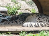 Vivo X300 Ultra i zwierzęta z płockiego ZOO