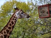 Vivo X300 Ultra i zwierzęta z płockiego ZOO