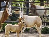Vivo X300 Ultra i zwierzęta z płockiego ZOO