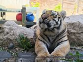 Vivo X300 Ultra i zwierzęta z płockiego ZOO