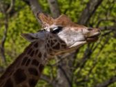 Vivo X300 Ultra i zwierzęta z płockiego ZOO