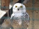Vivo X300 Ultra i zwierzęta z płockiego ZOO