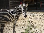 Vivo X300 Ultra i zwierzęta z płockiego ZOO