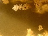 Vivo X300 Ultra - zdjęcia macro