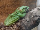Vivo X300 Ultra i zwierzęta z płockiego ZOO