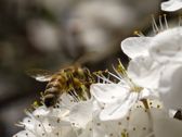 Vivo X300 Ultra - zdjęcia macro
