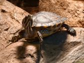 Vivo X300 Ultra i zwierzęta z płockiego ZOO