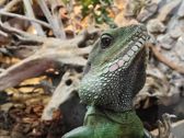 Vivo X300 Ultra i zwierzęta z płockiego ZOO