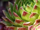 Vivo X300 Ultra - zdjęcia macro