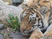 Vivo X300 Ultra i zwierzęta z płockiego ZOO