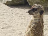 Vivo X300 Ultra i zwierzęta z płockiego ZOO