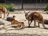 Vivo X300 Ultra i zwierzęta z płockiego ZOO