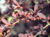 Vivo X300 Ultra - zdjęcia macro