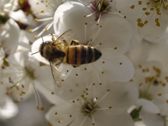 Vivo X300 Ultra - zdjęcia macro