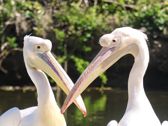 Vivo X300 Ultra i zwierzęta z płockiego ZOO