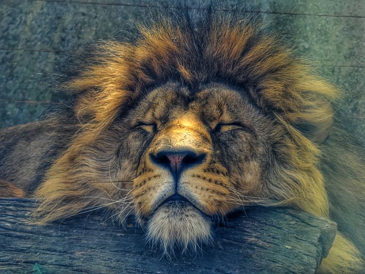 Lew z płockiego ZOO