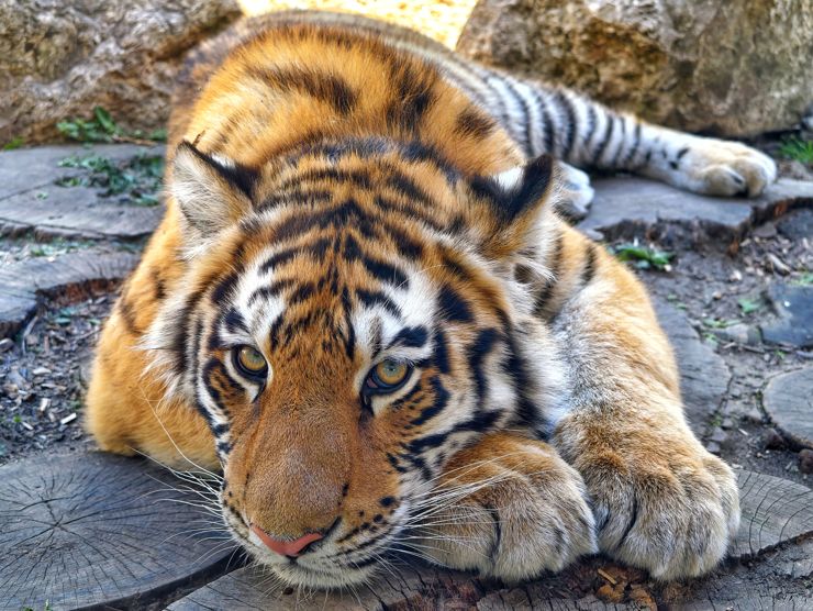 Jeden z czworaczków Luny i Cezara z płockiego ZOO