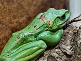 Mieszkańcy płockiego ZOO