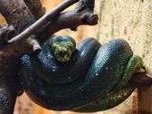 Mieszkańcy płockiego ZOO