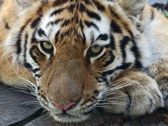 Mieszkańcy płockiego ZOO