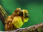 Mieszkańcy płockiego ZOO
