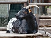 Mieszkańcy płockiego ZOO
