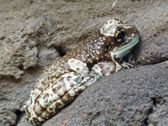 Mieszkańcy płockiego ZOO