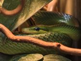 Mieszkańcy płockiego ZOO