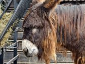 Mieszkańcy płockiego ZOO